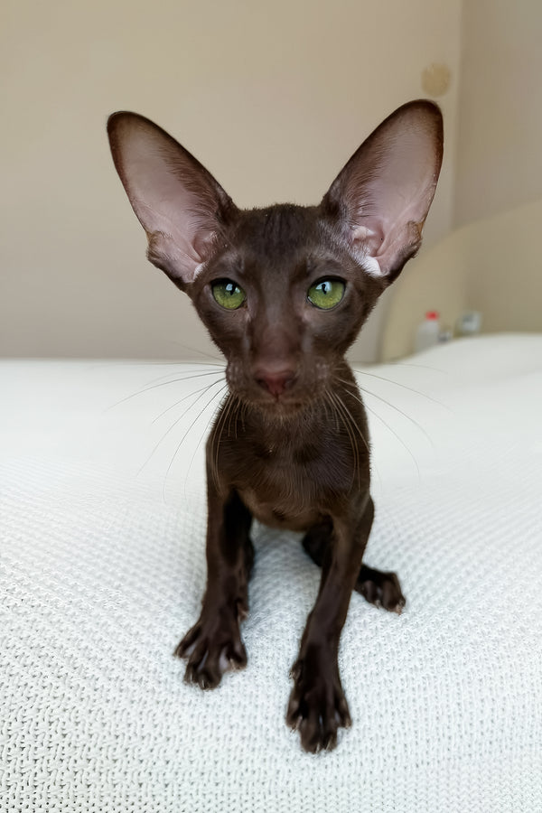 Aston | Oriental Shorthair Kitten