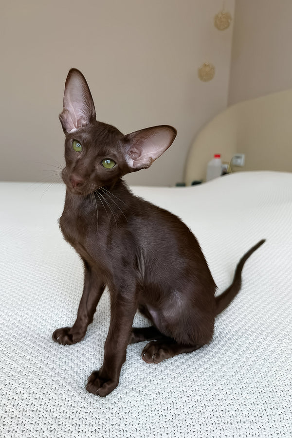 Aston | Oriental Shorthair Kitten