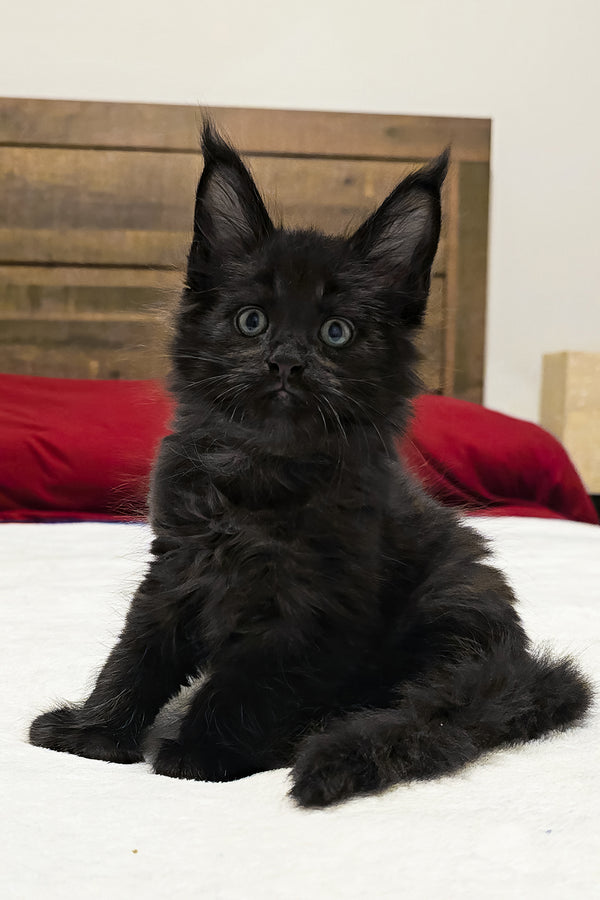 Aston | Polydactyl Maine Coon Kitten