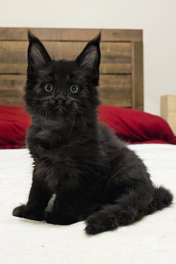 Aston | Polydactyl Maine Coon Kitten