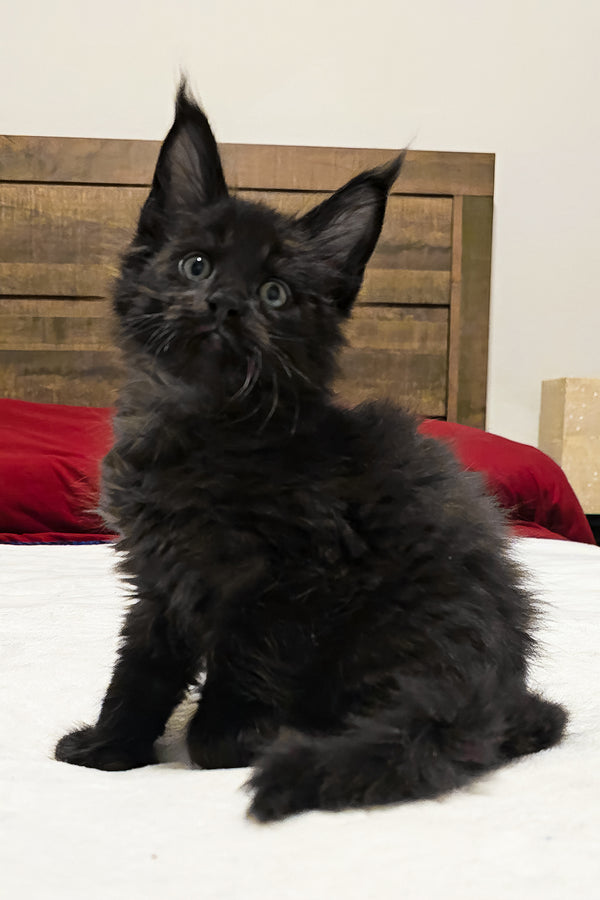 Aston | Polydactyl Maine Coon Kitten