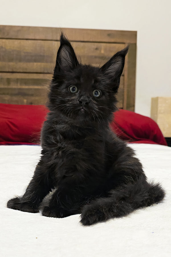 Aston | Polydactyl Maine Coon Kitten