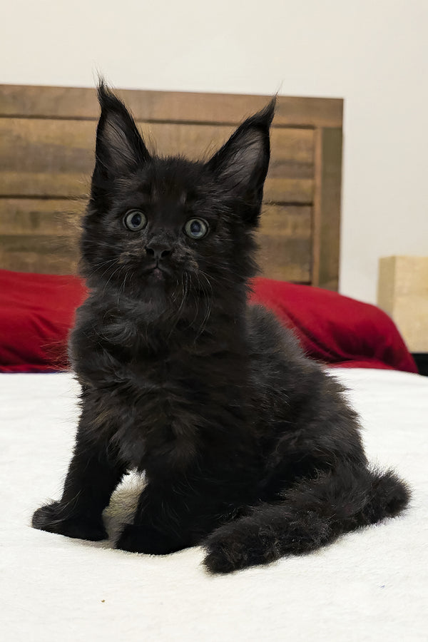 Aston | Polydactyl Maine Coon Kitten