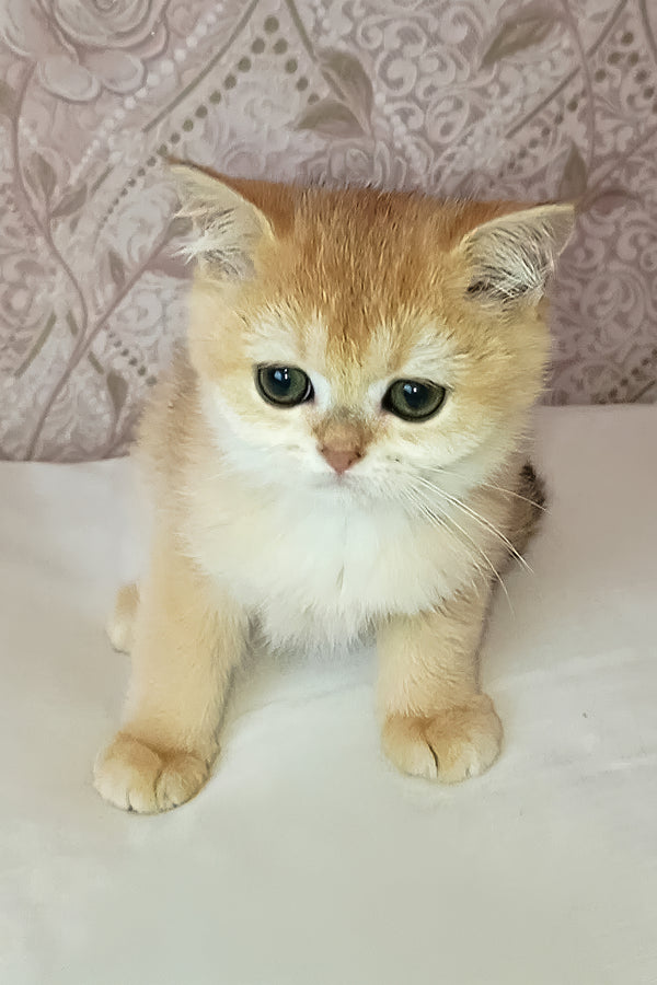 Asya | Scottish Straight Kitten