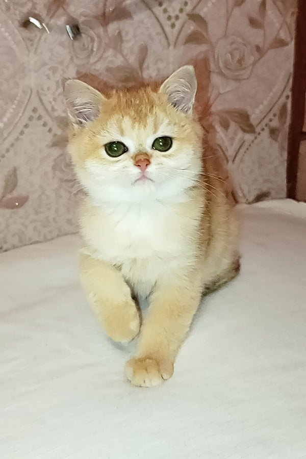 Asya | Scottish Straight Kitten