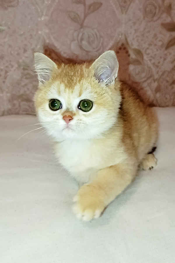 Asya | Scottish Straight Kitten