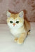 Asya | Scottish Straight Kitten
