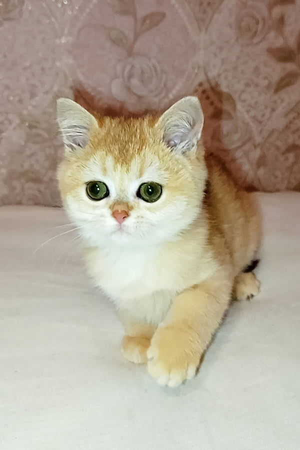 Asya | Scottish Straight Kitten