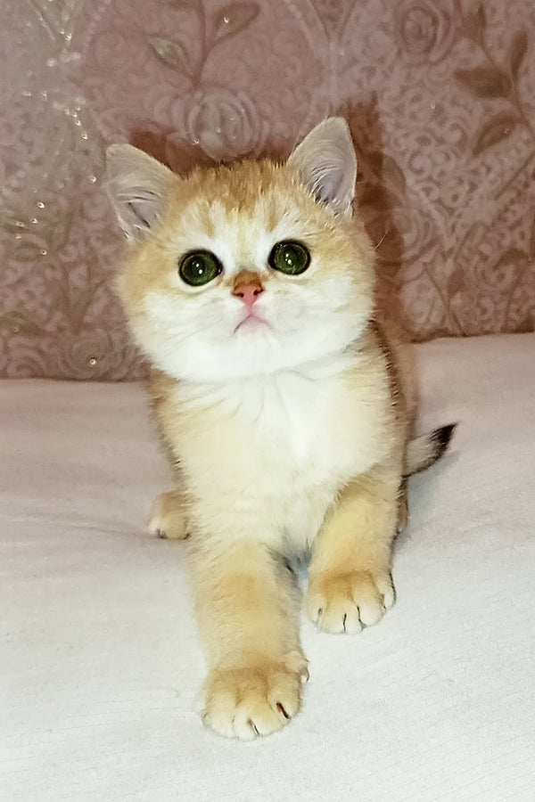 Asya | Scottish Straight Kitten