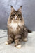 Atlantis | Polydactyl Maine Coon