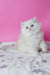 Atlas | Scottish Straight Longhair Kitten