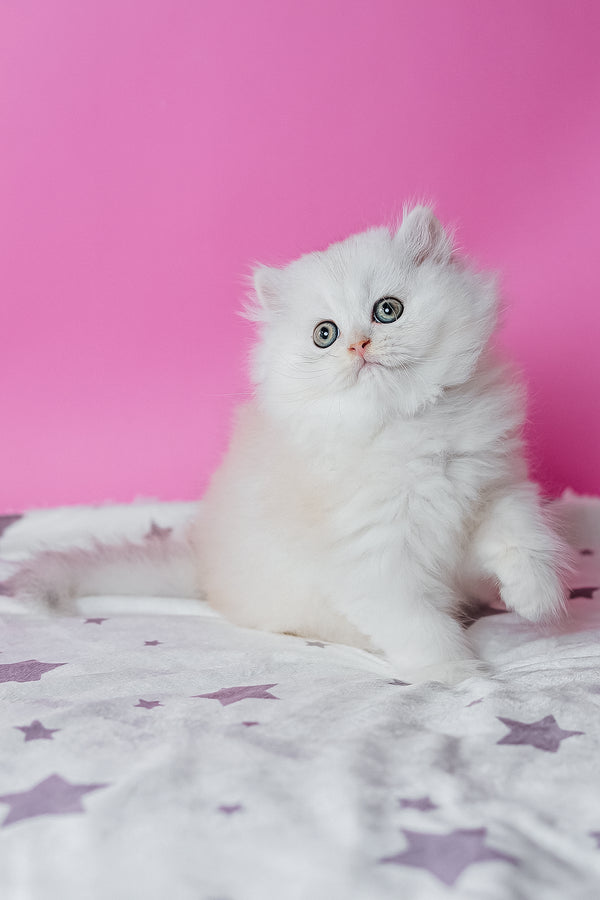 A fluffy white scottish straight longhair kitten with green eyes on a star-patterned blanket for purebred kitties