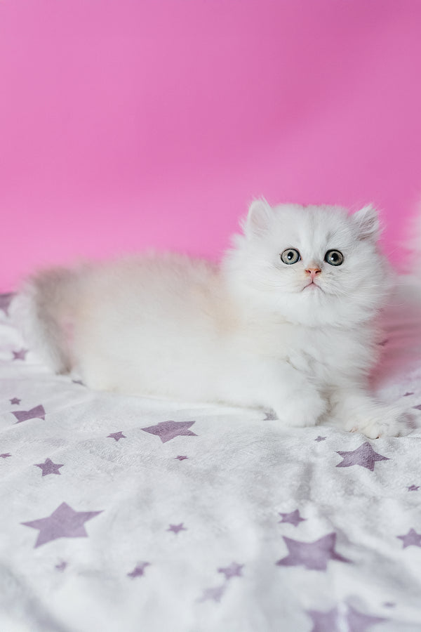 A fluffy white scottish straight longhair kitten with green eyes lounges on a star-patterned blanket for purebred kitties