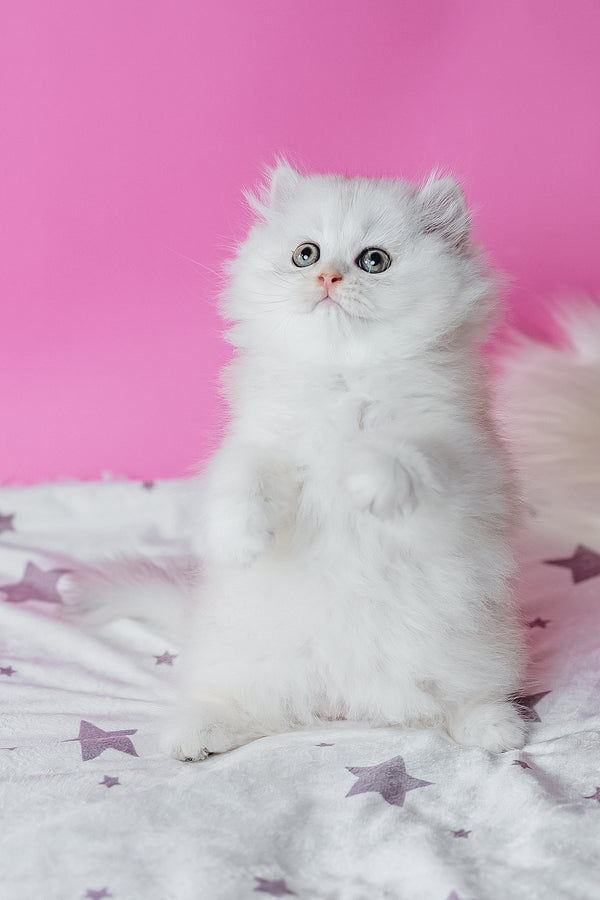 Atlas scottish straight longhair kitten with fluffy white plush coat and striking green eyes purebred kitties