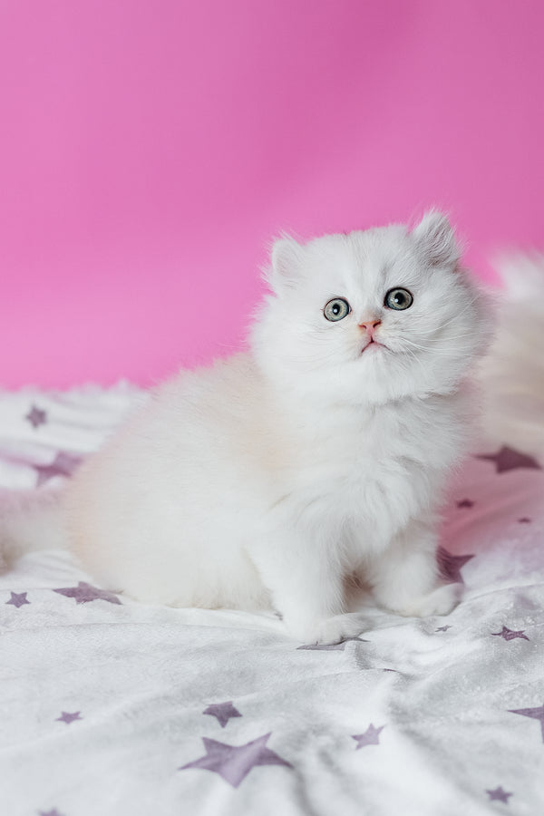 Atlas | Scottish Straight Longhair Kitten