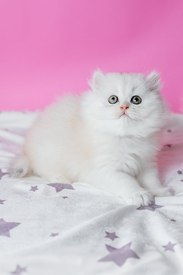 A fluffy white scottish straight longhair kitten with striking green eyes from purebred kitties collection