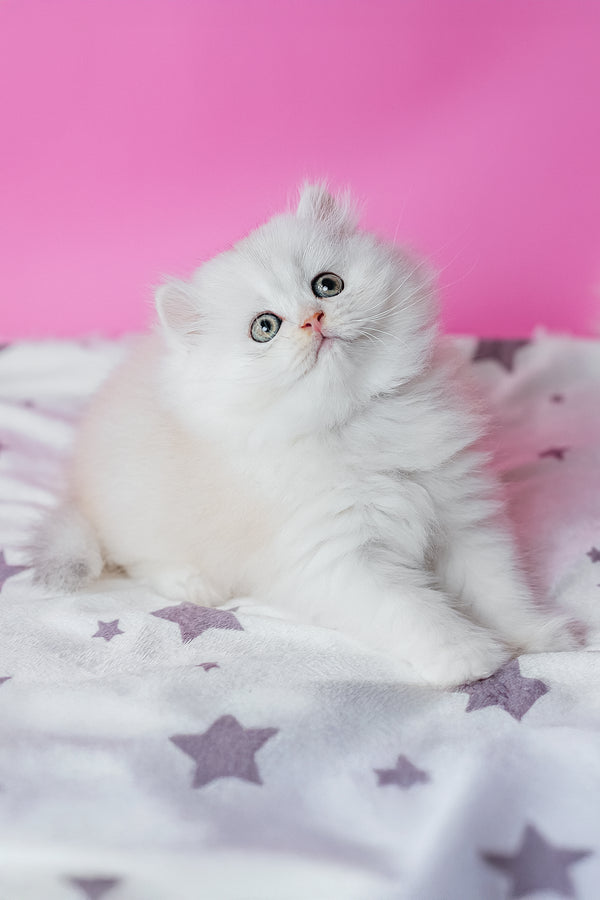Atlas scottish straight longhair kitten with fluffy white coat and striking green eyes perfect for purebred kitties fans
