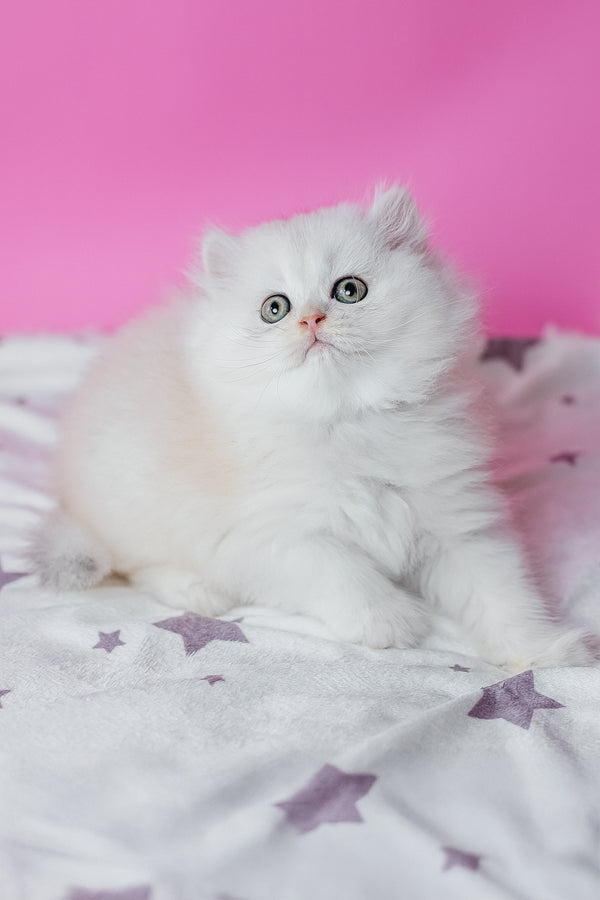 A fluffy white scottish straight longhair kitten with green eyes sitting on a star patterned blanket purebred kitties