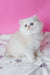 Atlas | Scottish Straight Longhair Kitten