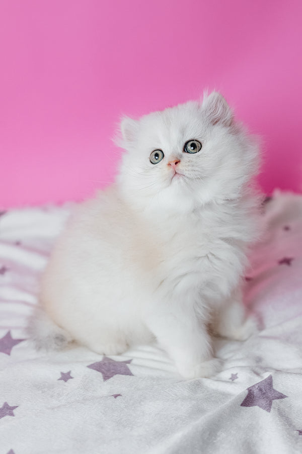 Atlas scottish straight longhair kitten fluffy white with green eyes sitting on star patterned blanket purebred kitties