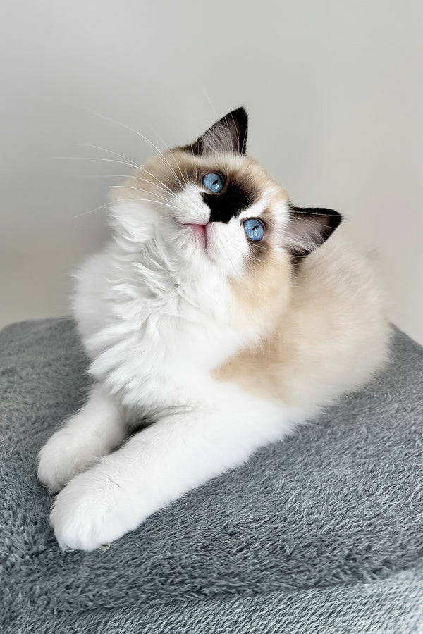 Atlas | Ragdoll Kitten