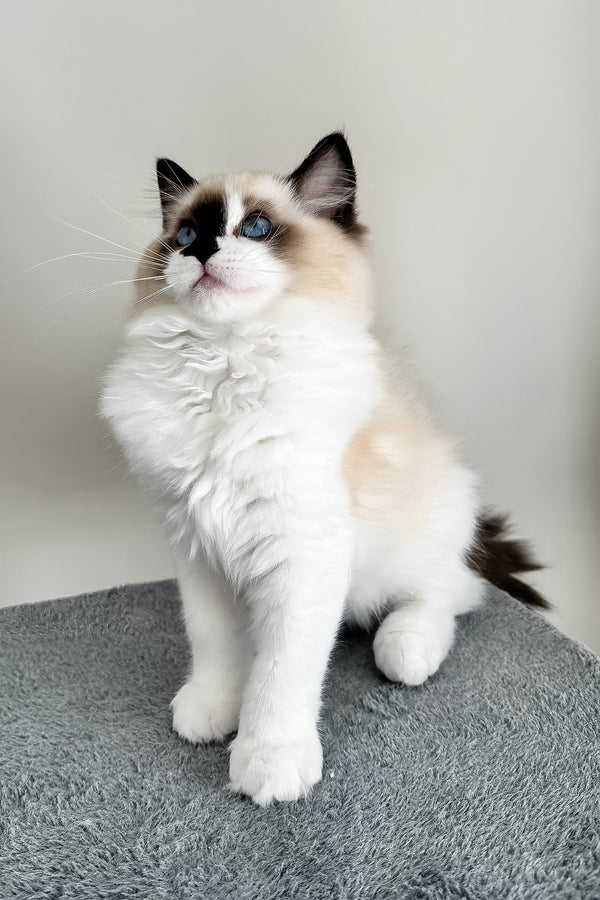 Atlas | Ragdoll Kitten