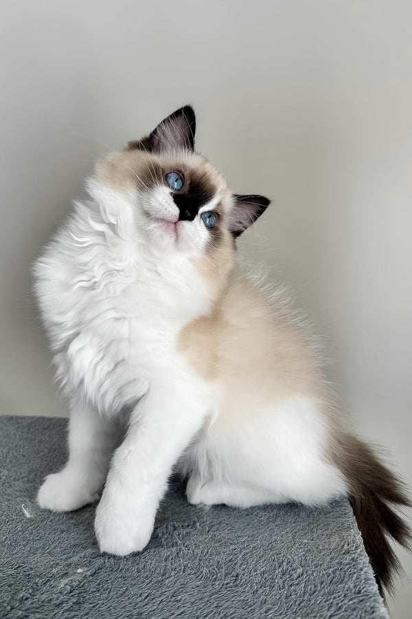 Atlas | Ragdoll Kitten