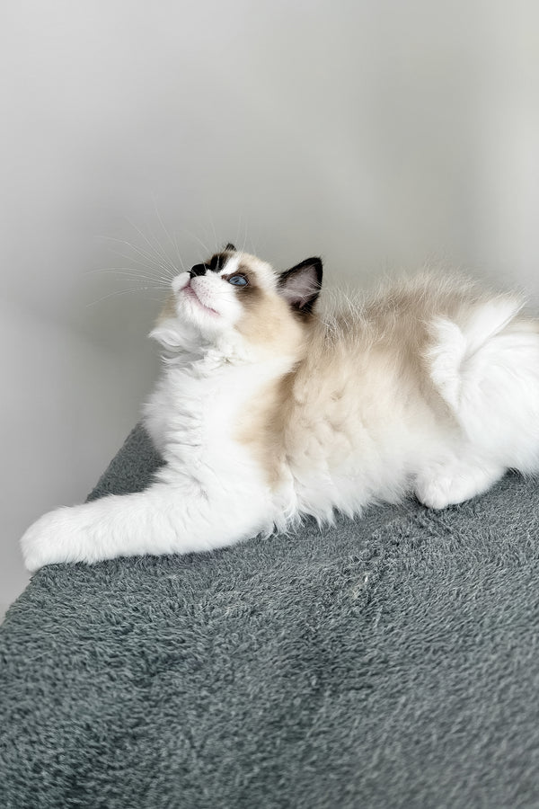 Atlas | Ragdoll Kitten