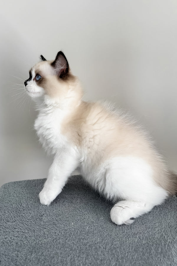 Atlas | Ragdoll Kitten