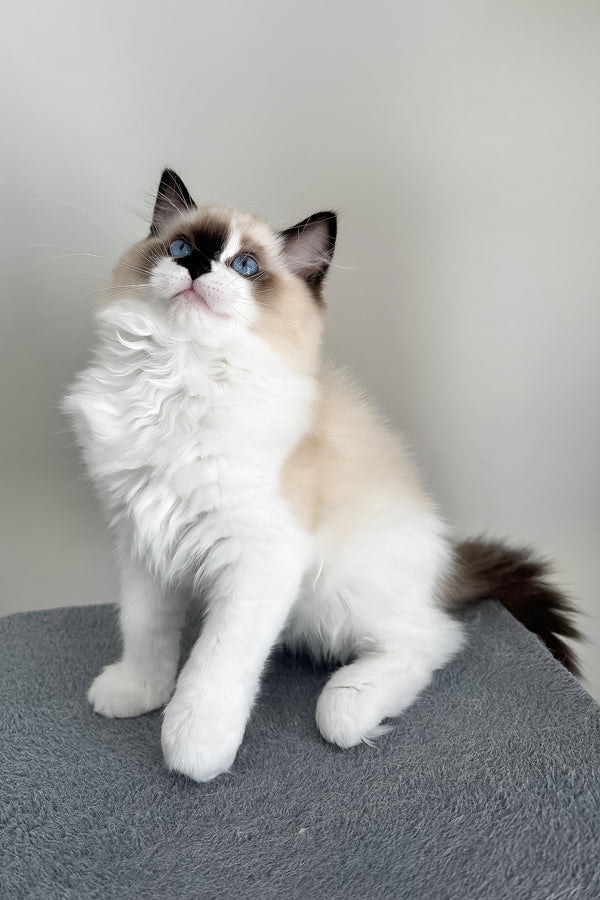 Atlas | Ragdoll Kitten