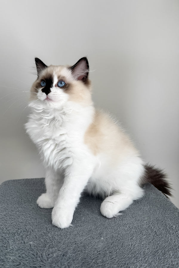 Atlas | Ragdoll Kitten