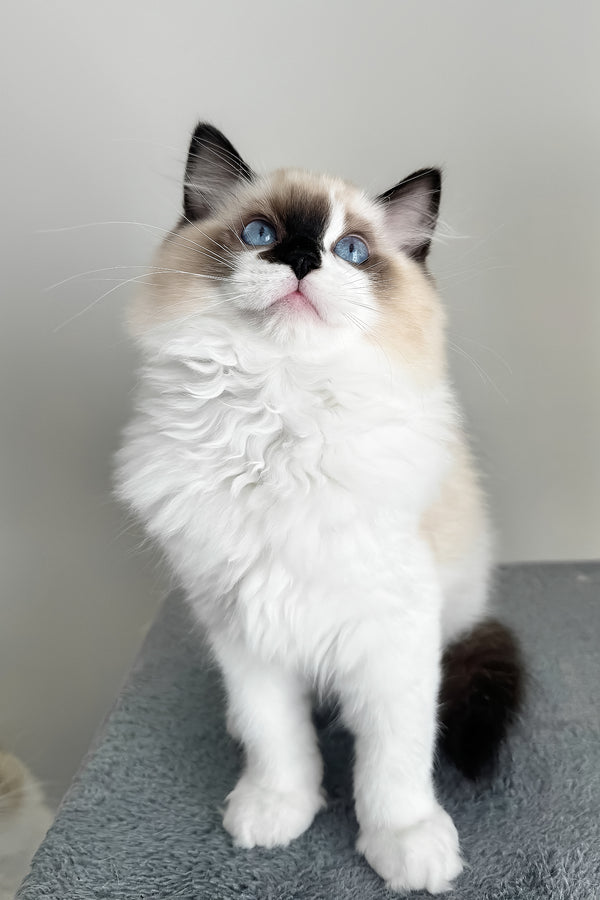 Atlas | Ragdoll Kitten