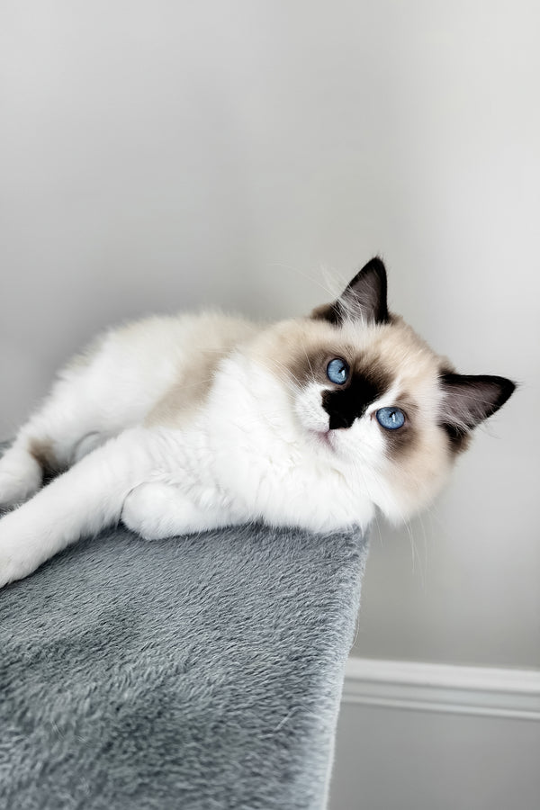 Atlas | Ragdoll Kitten