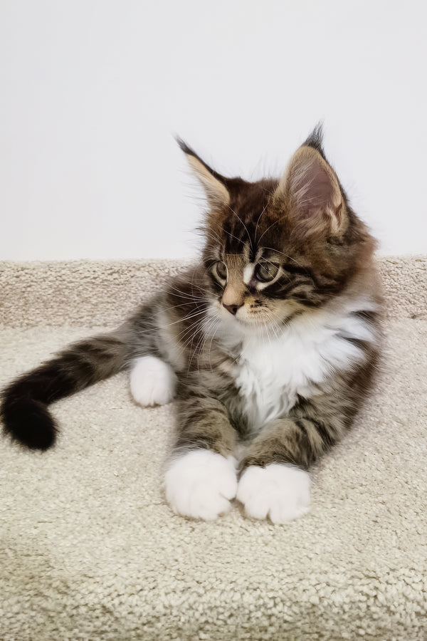 Atos | Maine Coon Kitten