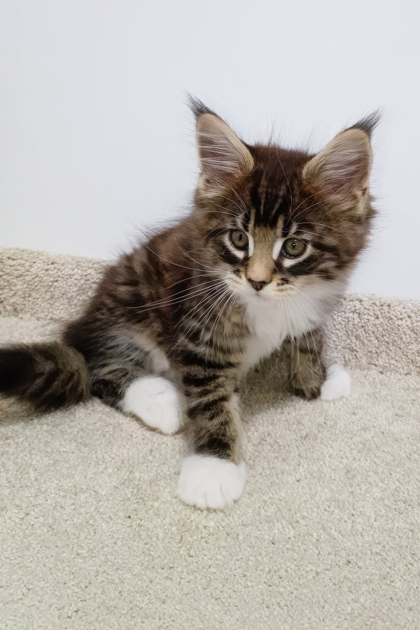 Atos | Maine Coon Kitten
