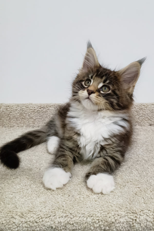 Atos | Maine Coon Kitten