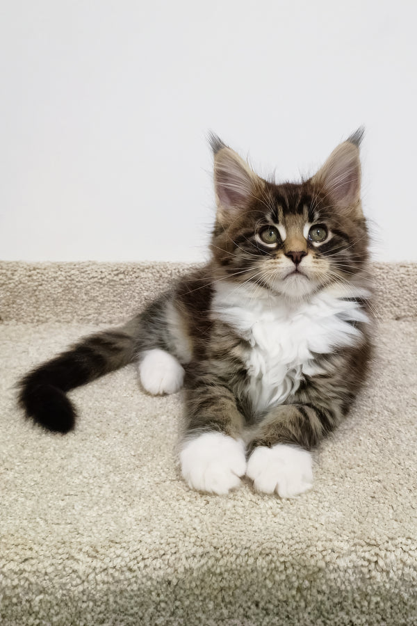 Atos | Maine Coon Kitten
