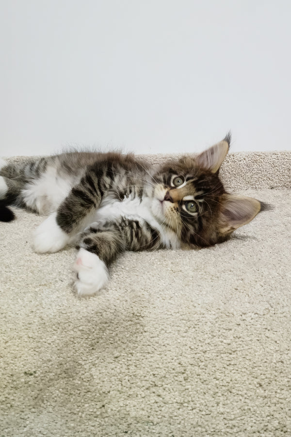 Atos | Maine Coon Kitten
