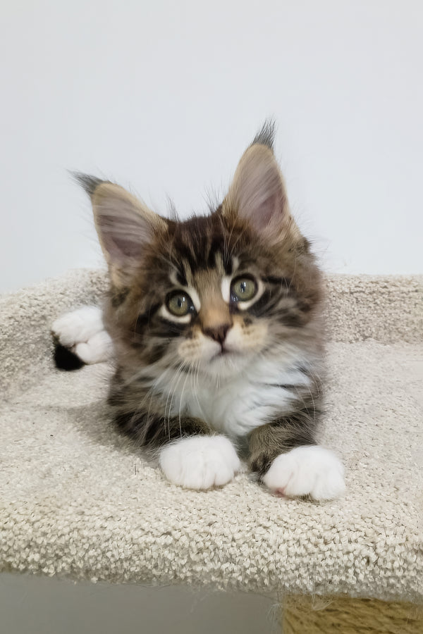 Atos | Maine Coon Kitten