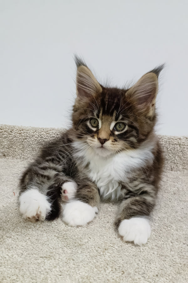 Atos | Maine Coon Kitten