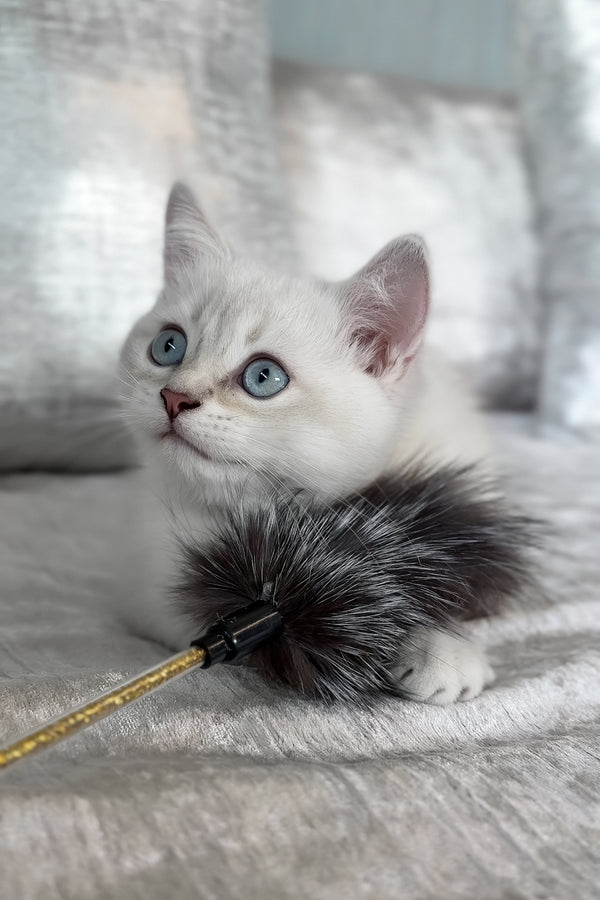 Atrey | Scottish Straight Kitten