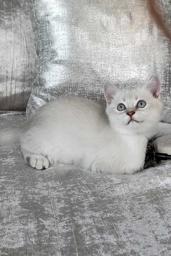 Atrey | Scottish Straight Kitten