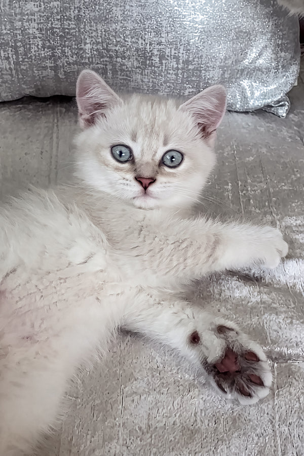 Atrey | Scottish Straight Kitten