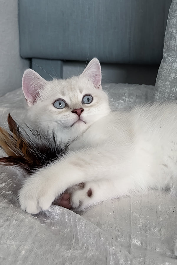 Atrey | Scottish Straight Kitten