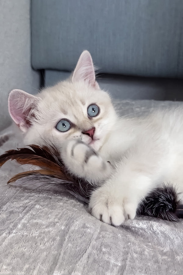 Atrey | Scottish Straight Kitten
