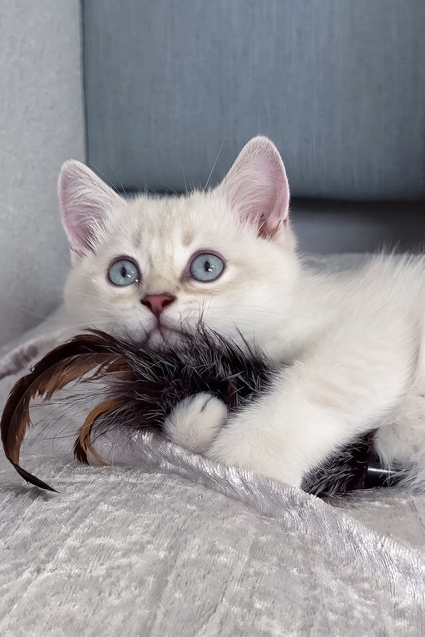 Atrey | Scottish Straight Kitten