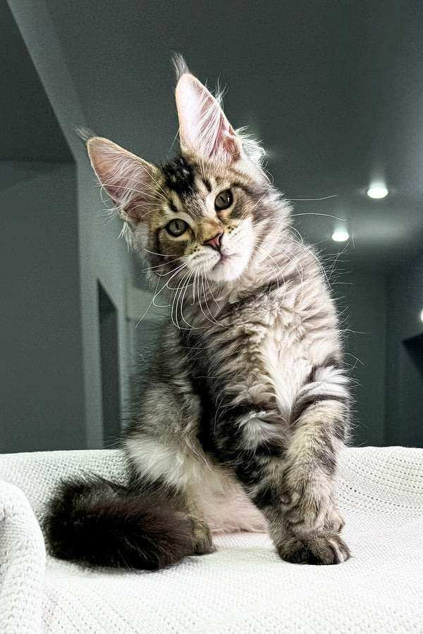 Attila | Maine Coon Kitten