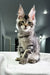 Attila | Maine Coon Kitten