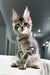 Attila | Maine Coon Kitten