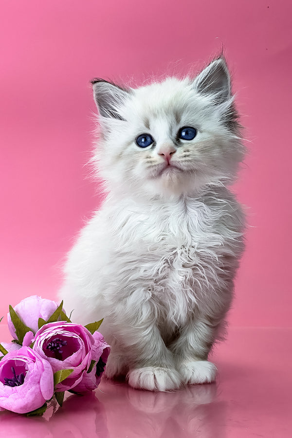 Aurelia | Siberian Kitten